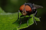 fly, insect, nat