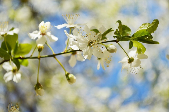 Spring Biru Musim Semi Biru Langit Sinar - Foto gratis di Pixabay - Pixabay