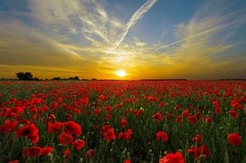 Sunset, Field Poppy, Sun, Nature
