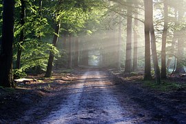 The Road, Beams, Path, Forest