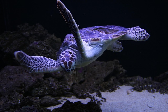 Sea turtle, nature, turtle and animal — photo by kdj71190