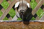 fountain, pig's head, water trough