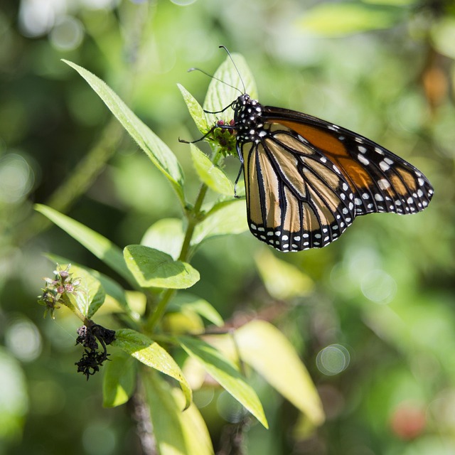 Borboleta, Folhas, Folha, Natureza