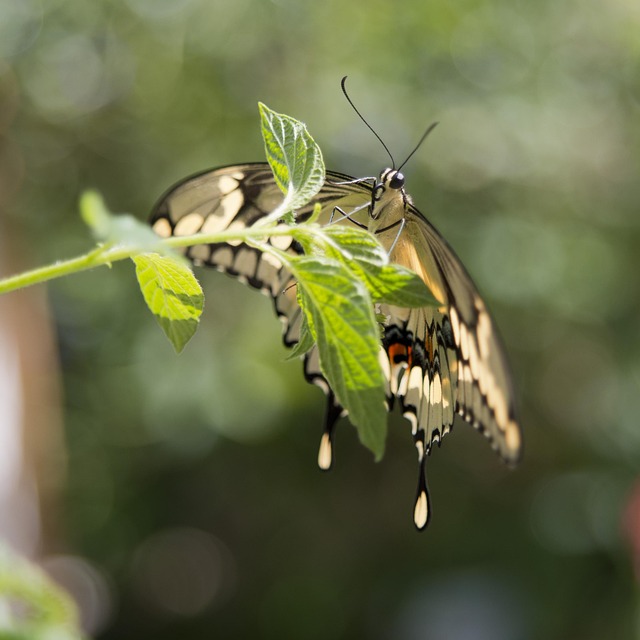 Borboleta, Folhas, Folha, Natureza