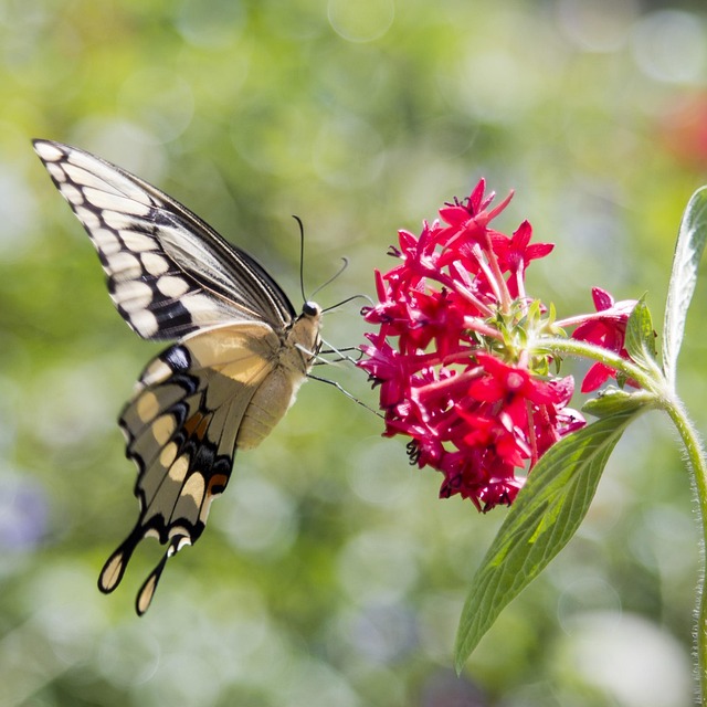 Borboleta, Flor, Flor Rosa, Folha