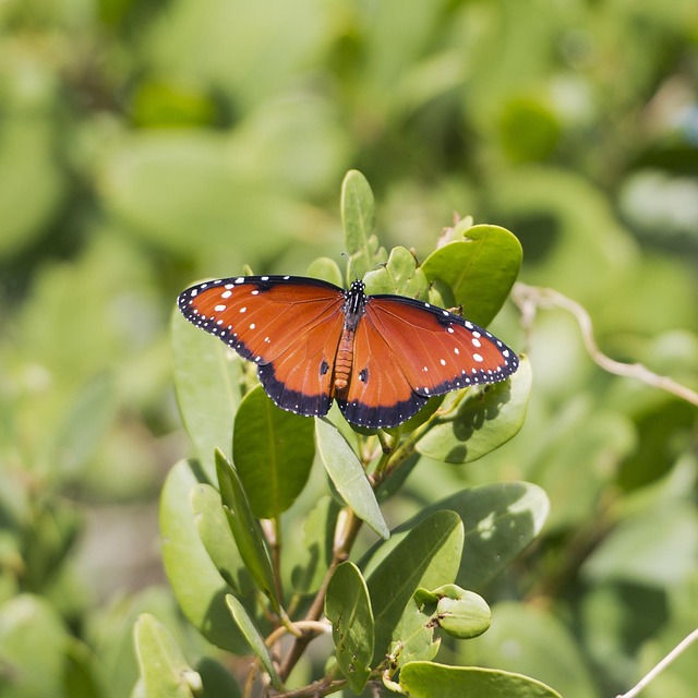Borboleta, Folhas, Folha, Natureza