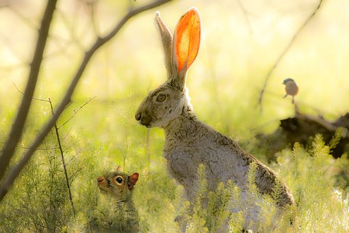 Free Nature Rabbit photo and picture