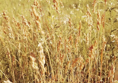 Free Kolos Field photo and picture