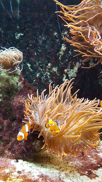 Clownfische, Nemo, Fisch, Unter Wasser