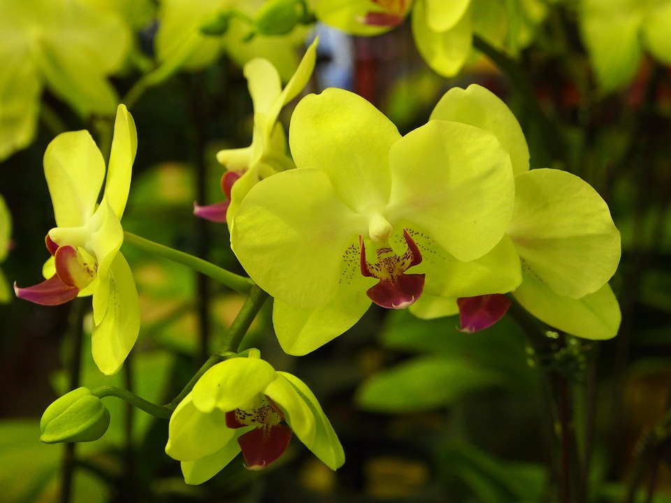 Orchidea Phalaenopsis Zöld Virág - Ingyenes fotó a Pixabay-en