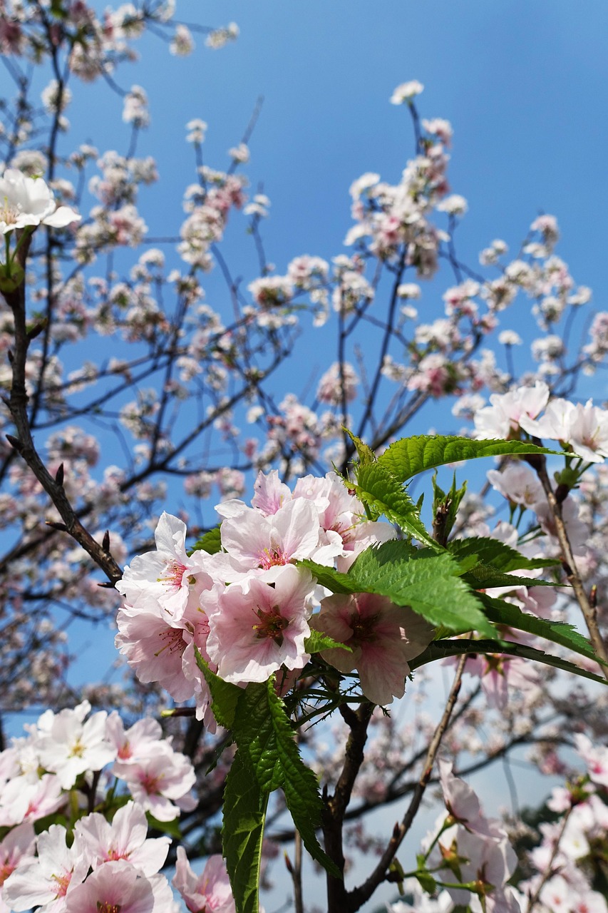超过 10 张关于“Sakura”和“自然”的免费图片 - Pixabay