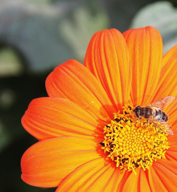 Free Flower Flower Background photo and picture