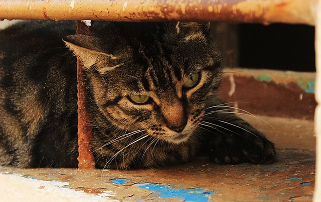 Free Cat Window photo and picture
