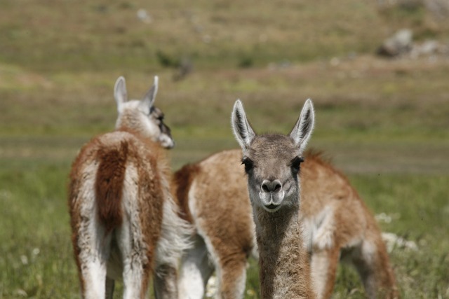 Free Alpacas Animal photo and picture