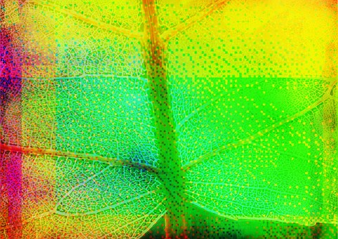 Free Leaf Abstract illustration and picture