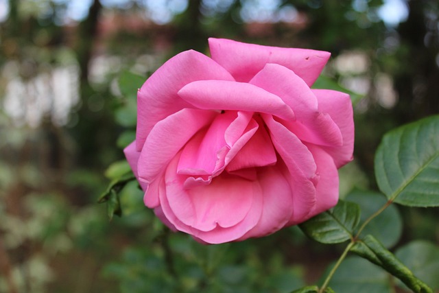 Rose, Blumen, Pflanze, Gartenrose