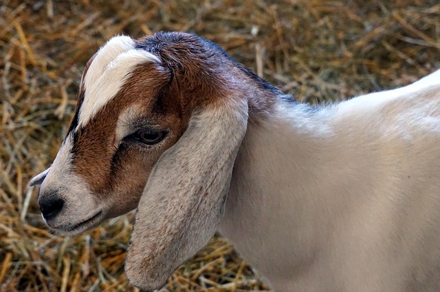 Free Nature Baby Goat photo and picture