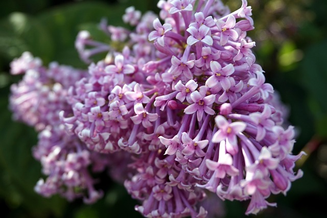 Free Lilac Flower Wallpaper photo and picture