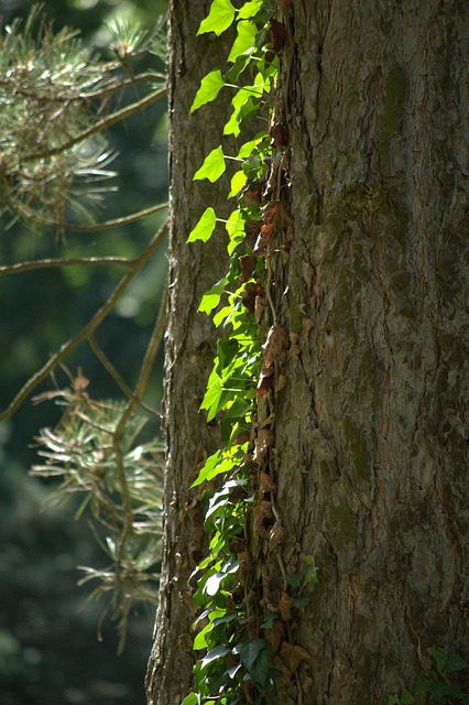 Free Wild Grapes Log photo and picture