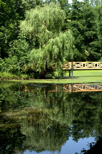 Free Lake Willow photo and picture