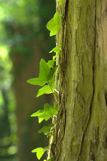 Free Wild Grapes Wood photo and picture