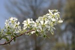 amelanchier, blossom, summer