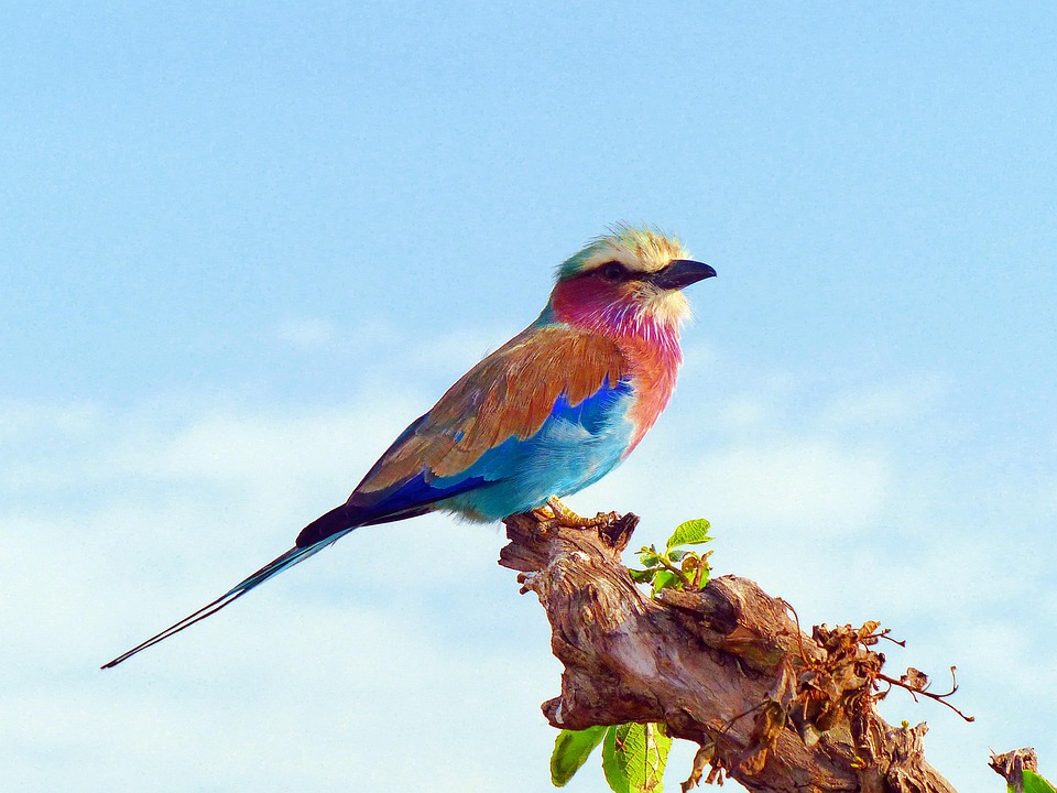 Lilac Breasted Roller V gel Afrika Kostenloses Foto Auf Pixabay Lilac Breasted Roller V gel Afrika Kostenloses Foto Auf Pixabay