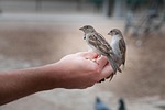 bird, sparrow, sperling
