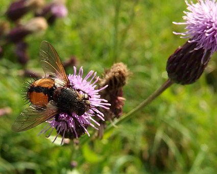 Fliege, Distel, Herbstweide