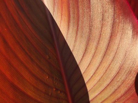 Blätter, Rot, Flora