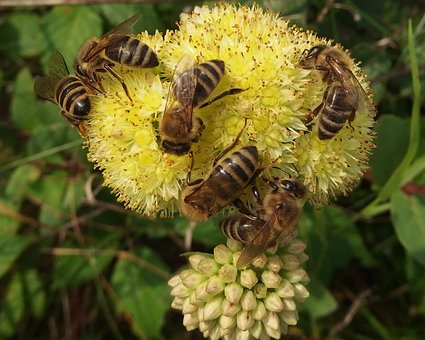 Bienen, Fest, Blumen Hintergrund, Weide