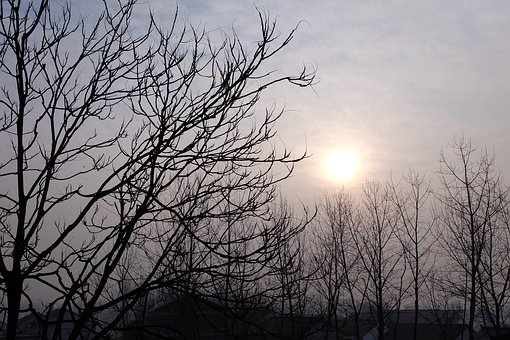 Trær, Landlig, Åpen, Himmelen, Felt