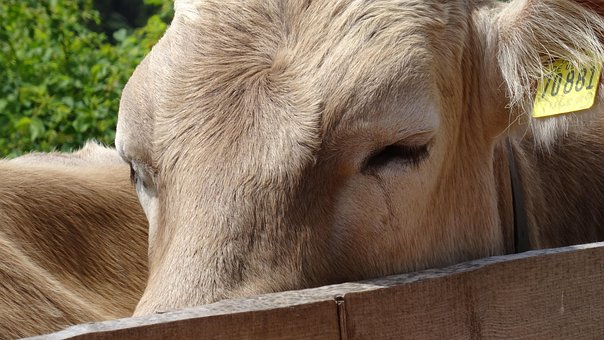 Free Bavaria Allgäu photo and picture