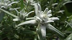 edelweiss, leontopodium microdochium, allgäu
