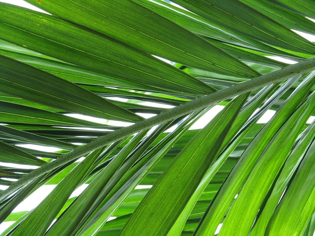 Free Palm Tree Plant photo and picture