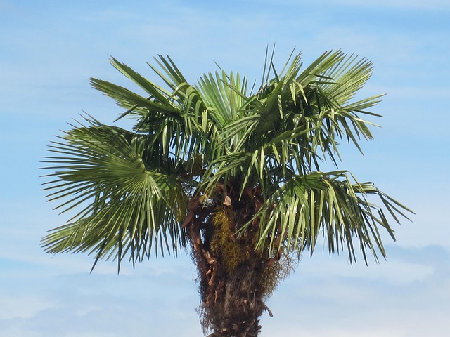 Free Palm Tree Vacations photo and picture