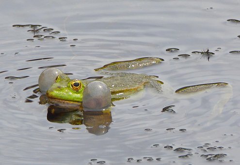 Teichfrosch, Frosch, Grün, Grüner Frosch