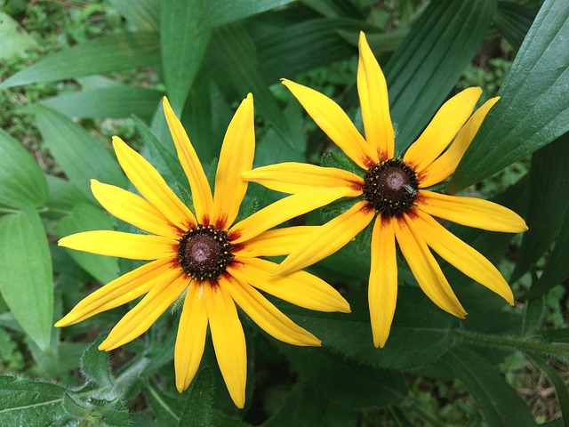 Free Rudbeckia Two Bunches photo and picture