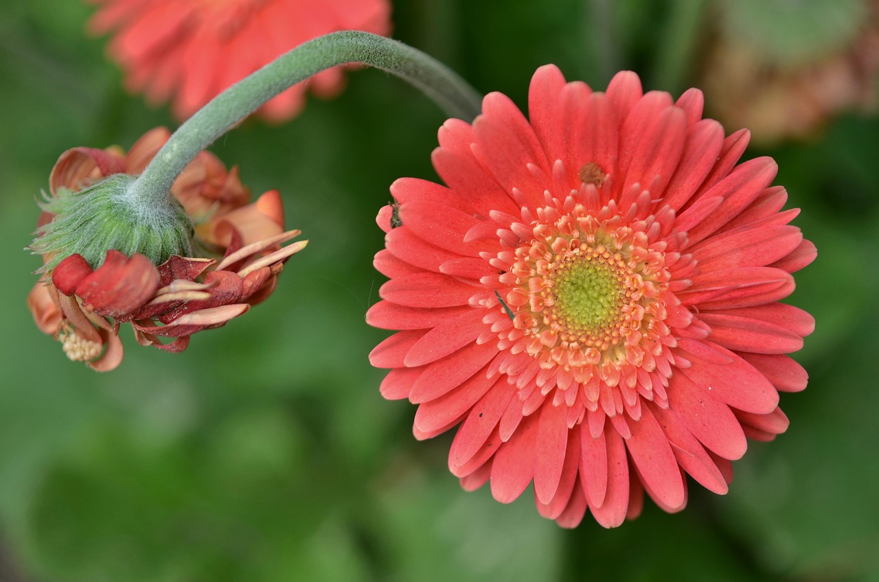 Flower Natural Nature Free photo on Pixabay Pixabay
