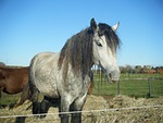 horse, hypoallergenic, north american bashkir curly