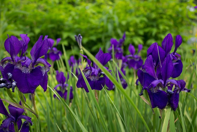 Free Iris Flora photo and picture