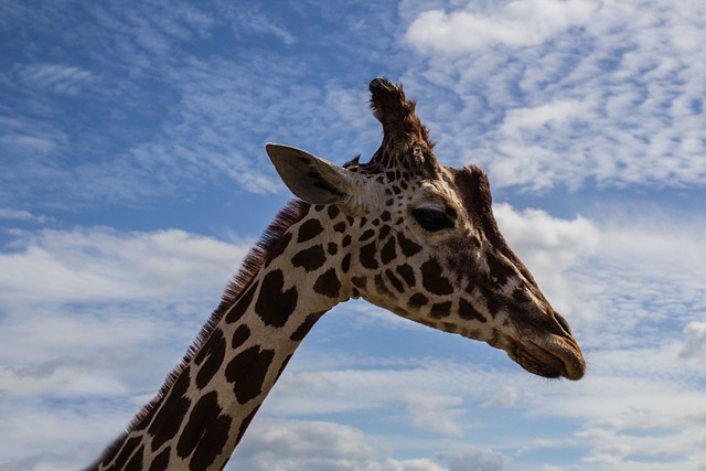 Free Giraffe Animal Portrait photo and picture