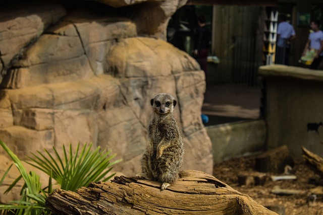 Free Meerkat Zoo photo and picture