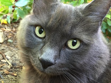 Free Cat Gray photo and picture