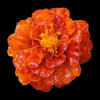 Free Student Flower Tagetes photo and picture