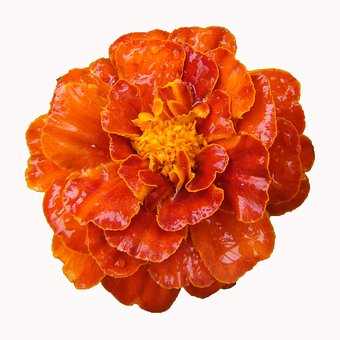 Free Tagetes Balcony Flower photo and picture