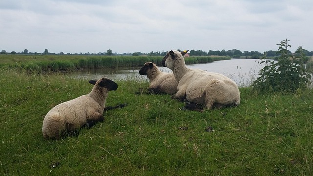 Oveja, Ostfriesland, Lago, Estanque