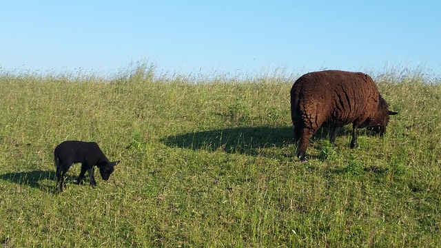 Oveja Negra, Prado, Cielo, Ostfriesland