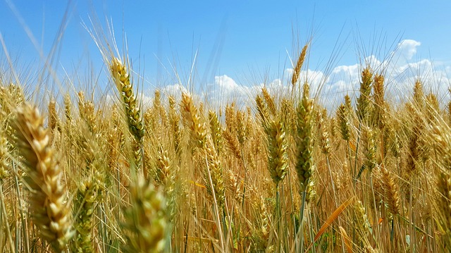 Free Hungary Field photo and picture