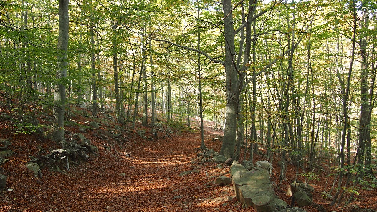 Forest - free online jigsaw puzzle photo